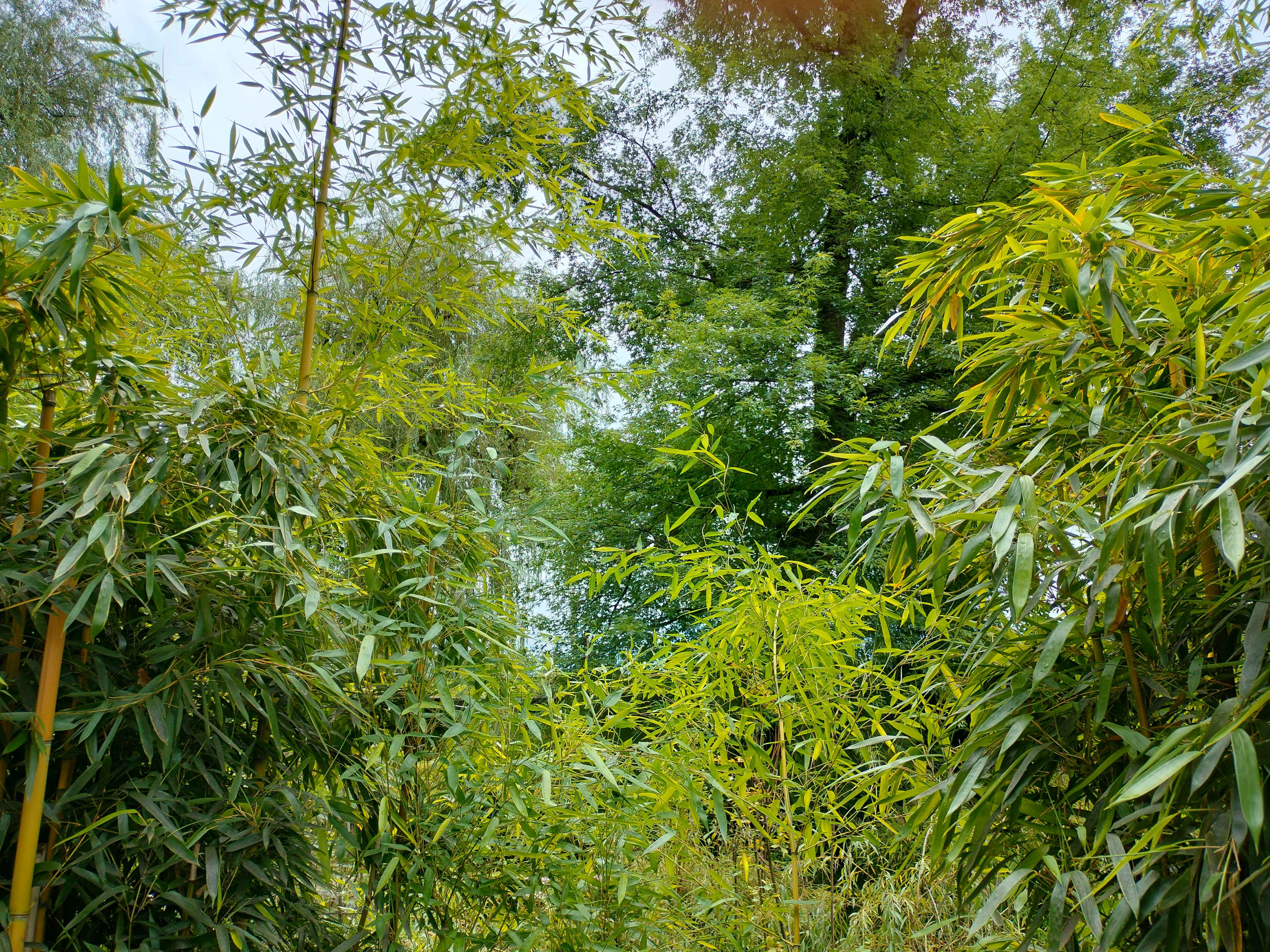 Jungle Panorama View